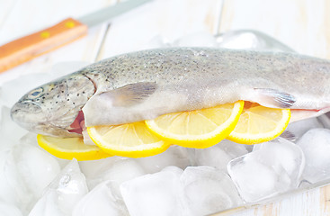 Image showing raw trout