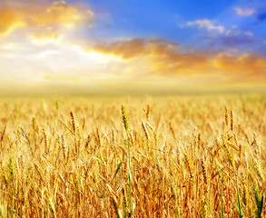 Image showing wheat and sky