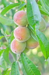 Image showing peach on tree