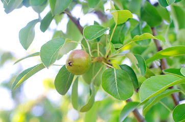 Image showing pear on tree
