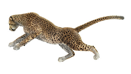 Image showing Cheetah