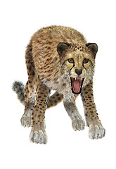 Image showing Cheetah