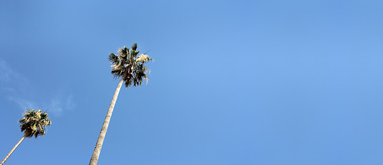 Image showing Palms