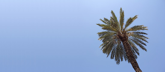 Image showing Palm