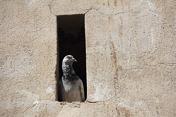 Image showing Pigeon