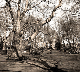 Image showing park in london spring sky and old dead tree 