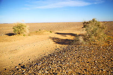 Image showing bush  in the  desert  sahara africa  