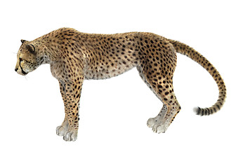 Image showing Cheetah