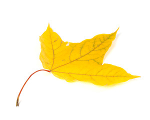 Image showing Autumn yellow leaf