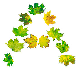 Image showing Letter A composed of yellowed maple leafs