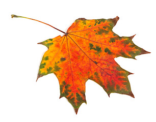 Image showing Multicolor autumn maple-leaf