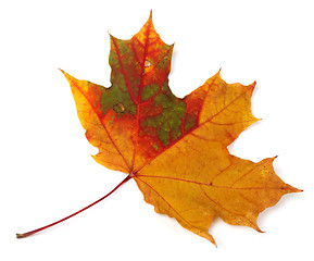Image showing Multicolor autumn maple-leaf on white background