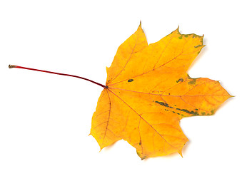 Image showing Yellow autumn maple-leaf