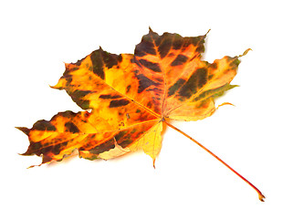 Image showing Multicolor autumnal maple-leaf on white background