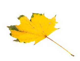 Image showing Yellowed autumn maple leaf