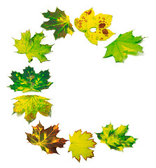 Image showing Letter C composed of maple leafs