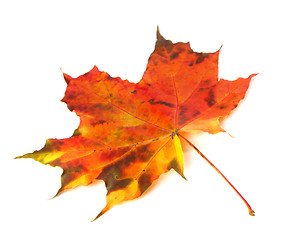 Image showing Multicolor autumn maple-leaf