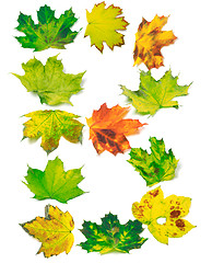 Image showing Letter B composed of maple leafs