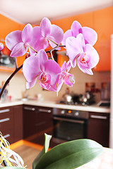 Image showing pink orchids in luxurious kitchen