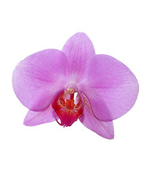 Image showing flower of pink orchid isolated