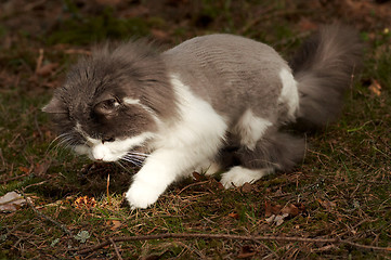 Image showing playful cat