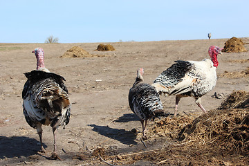 Image showing turkeys in the village