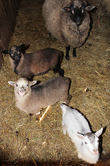 Image showing Sheep in the stall