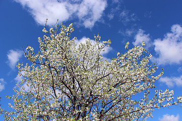 Image showing blossoming tree on background of blue sky