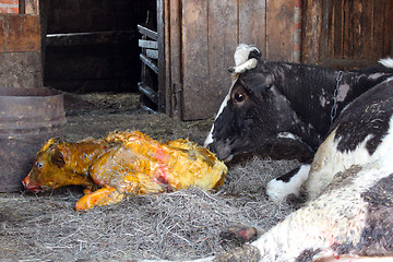 Image showing cow taking care of its just newborn calf
