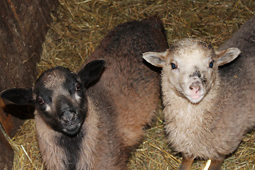 Image showing Sheep in the stall