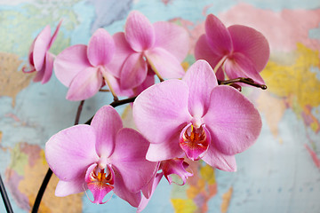 Image showing Orchid in geography class