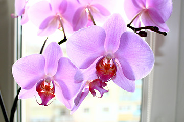 Image showing Fine branch of a blossoming pink orchid