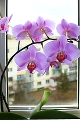 Image showing Fine branch of a blossoming pink orchid