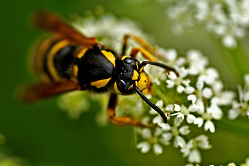 Image showing wasp on white flower