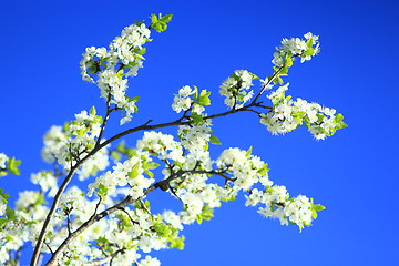 Image showing branches of blossoming tree of plum