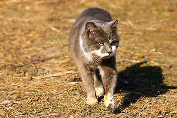 Image showing rural cat going for a walk