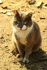 Image showing nice rural cat