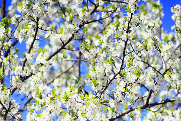 Image showing blossoming spring tree on background of blue sky