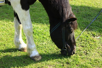 Image showing rural horse grazing on the pasture