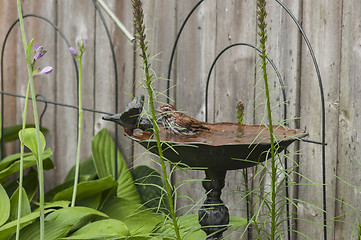 Image showing Bird Gets A Bath