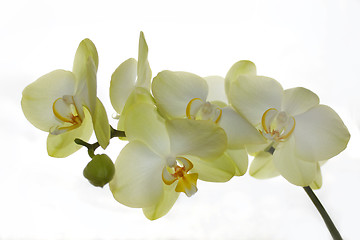 Image showing white orchid isolated