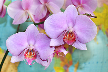 Image showing flowers of orchid on the background of map