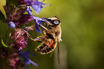 Image showing bee on blue flower