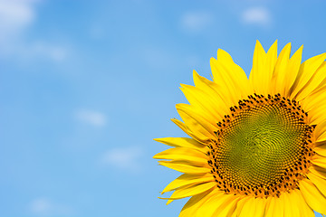Image showing Sunflower against the blue sky.