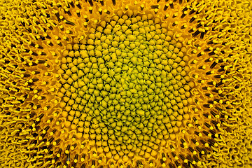 Image showing Sunflower close-up.