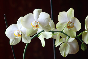 Image showing white orchid