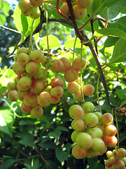 Image showing branch of green schizandra