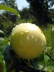 Image showing very tasty and ripe apple