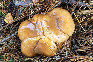 Image showing nice mushrooms of Suillus