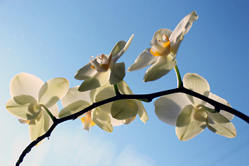 Image showing a blossoming yellow orchid